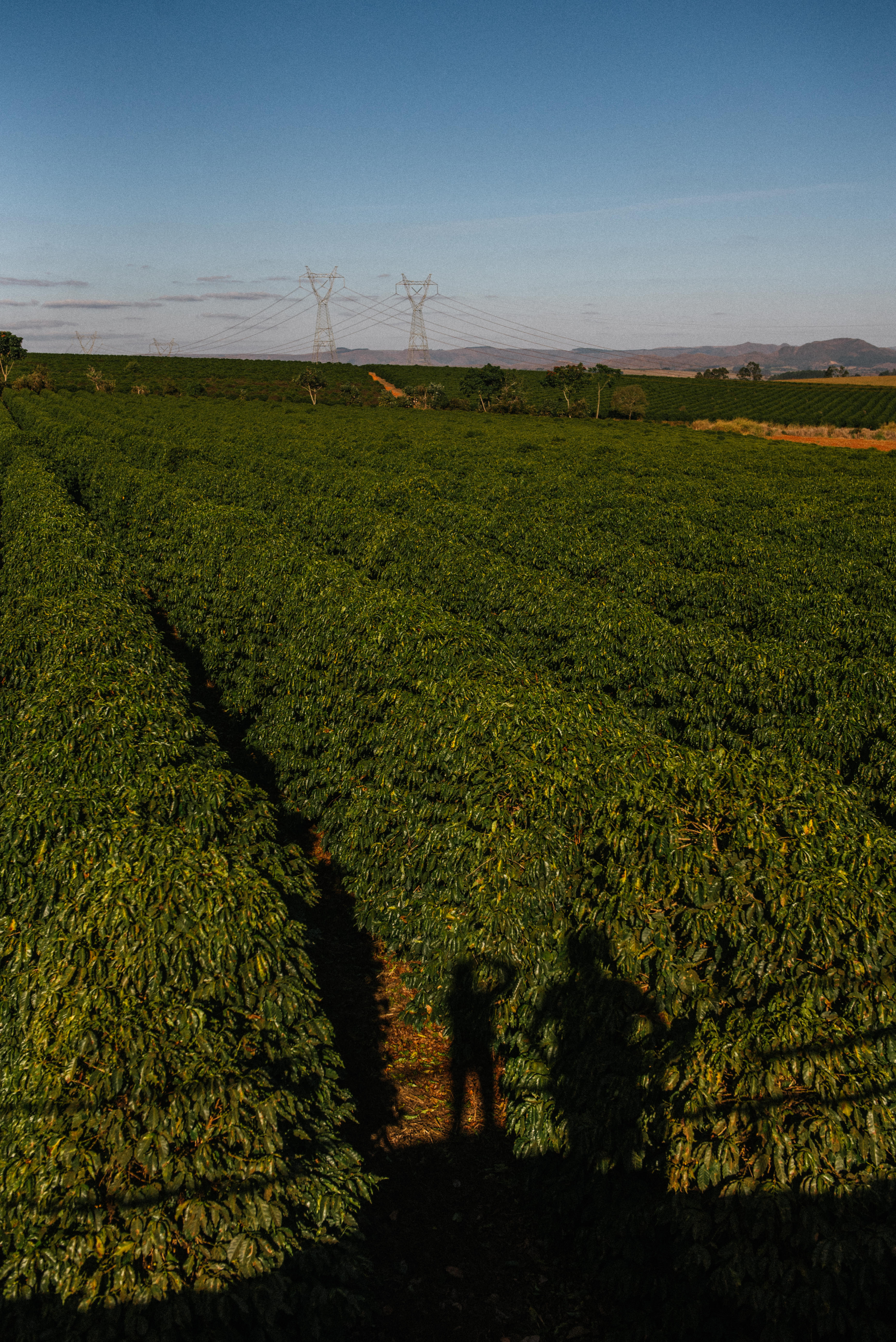 Lavoura de caf&eacute; da Fazenda Cariama