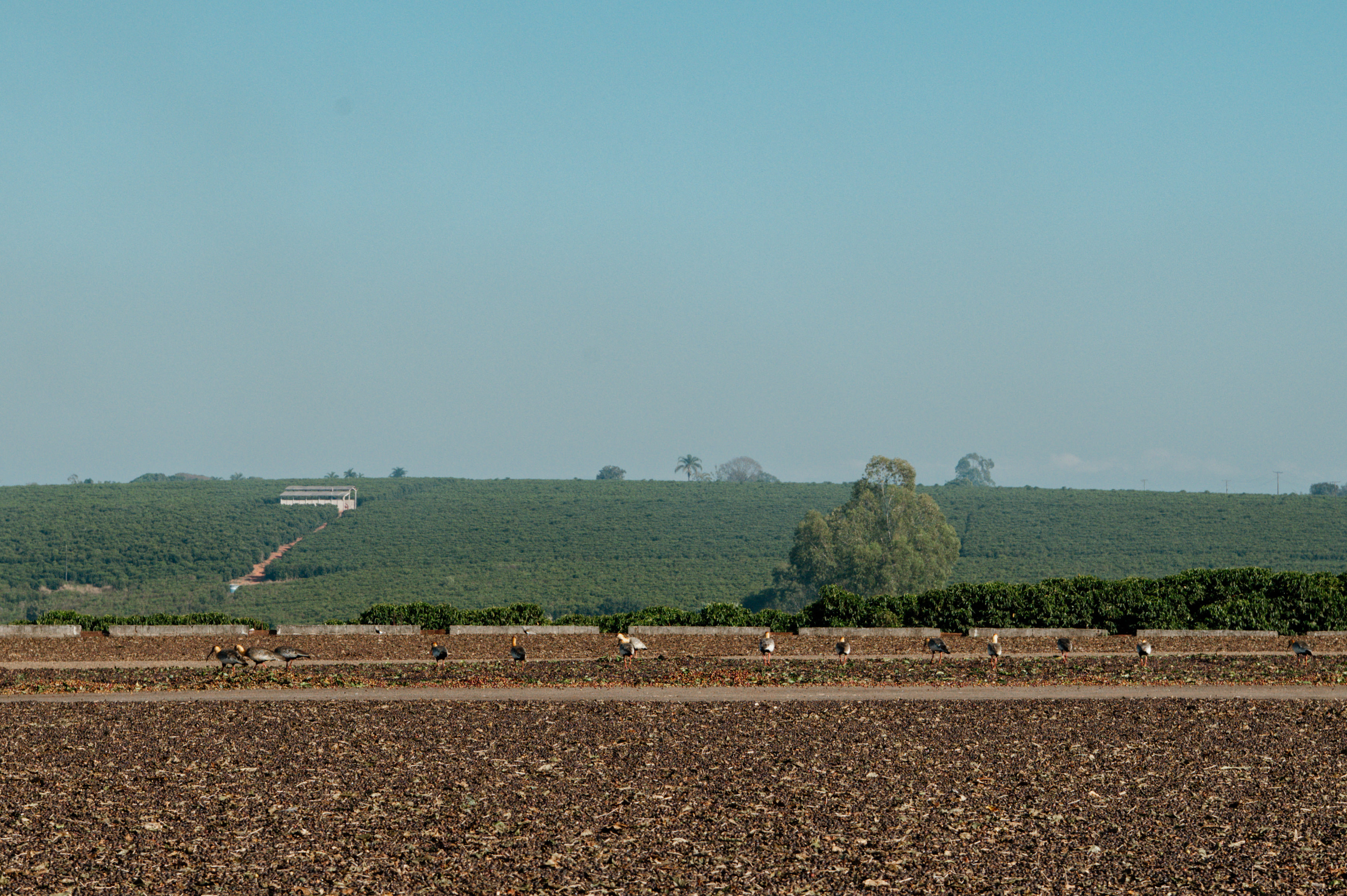 Seriemas caminhando pelo terreiro da Fazenda Cariama