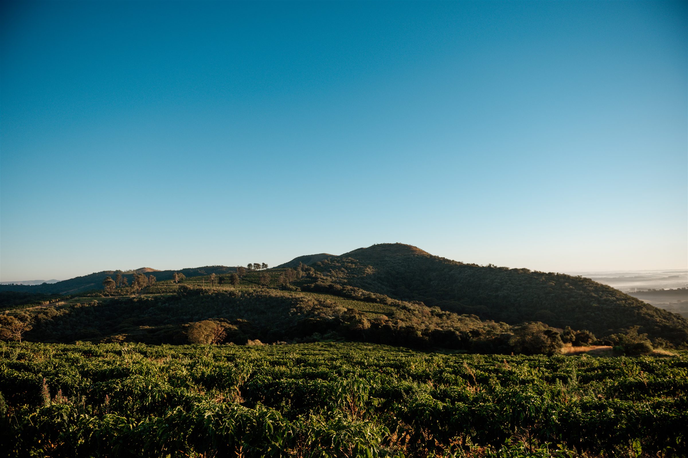 Cafezais e montanhas da Região da Serra da Canastra