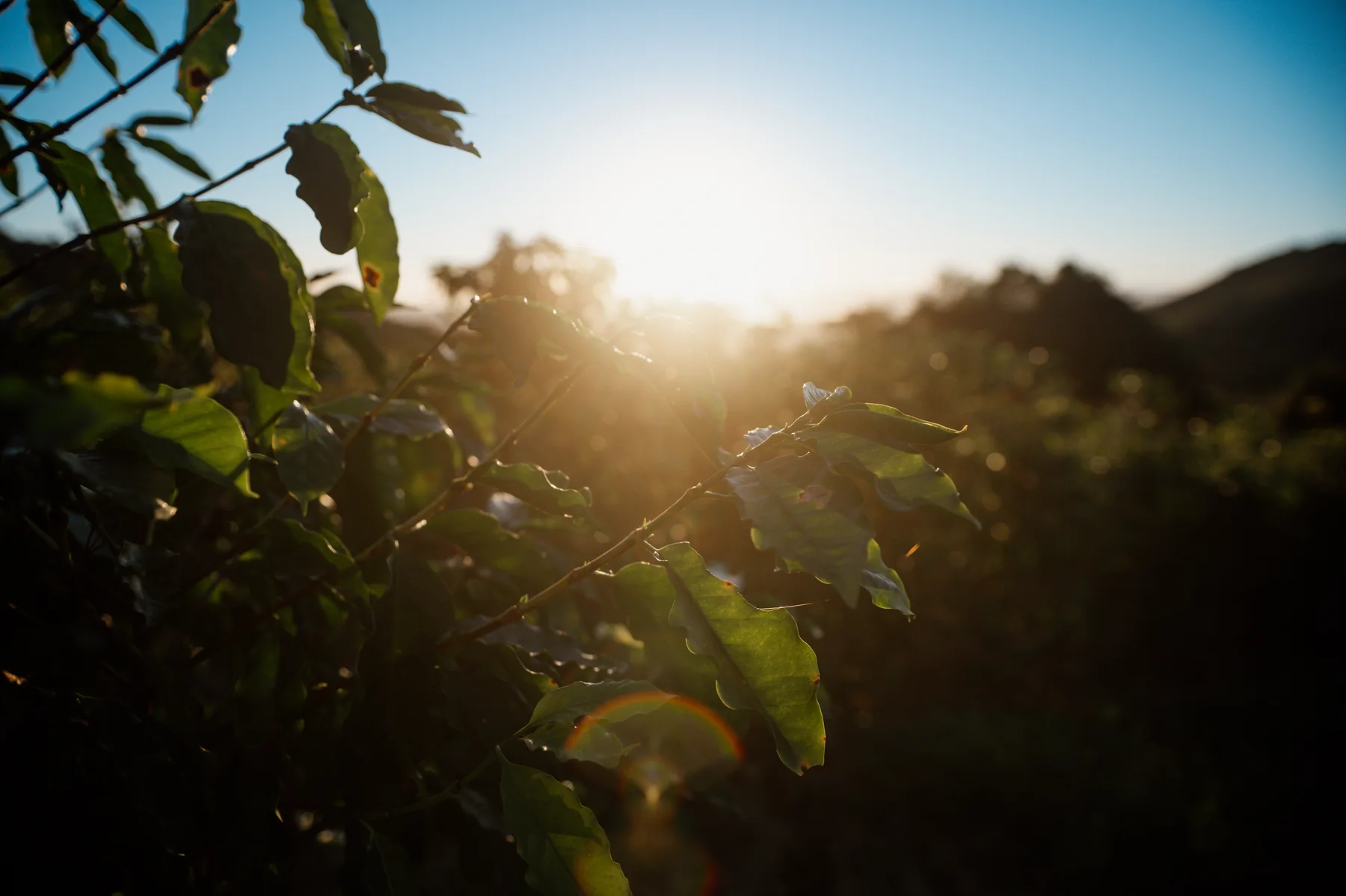 Cafeeiro Cariama iluminado pelo sol da manh&atilde;