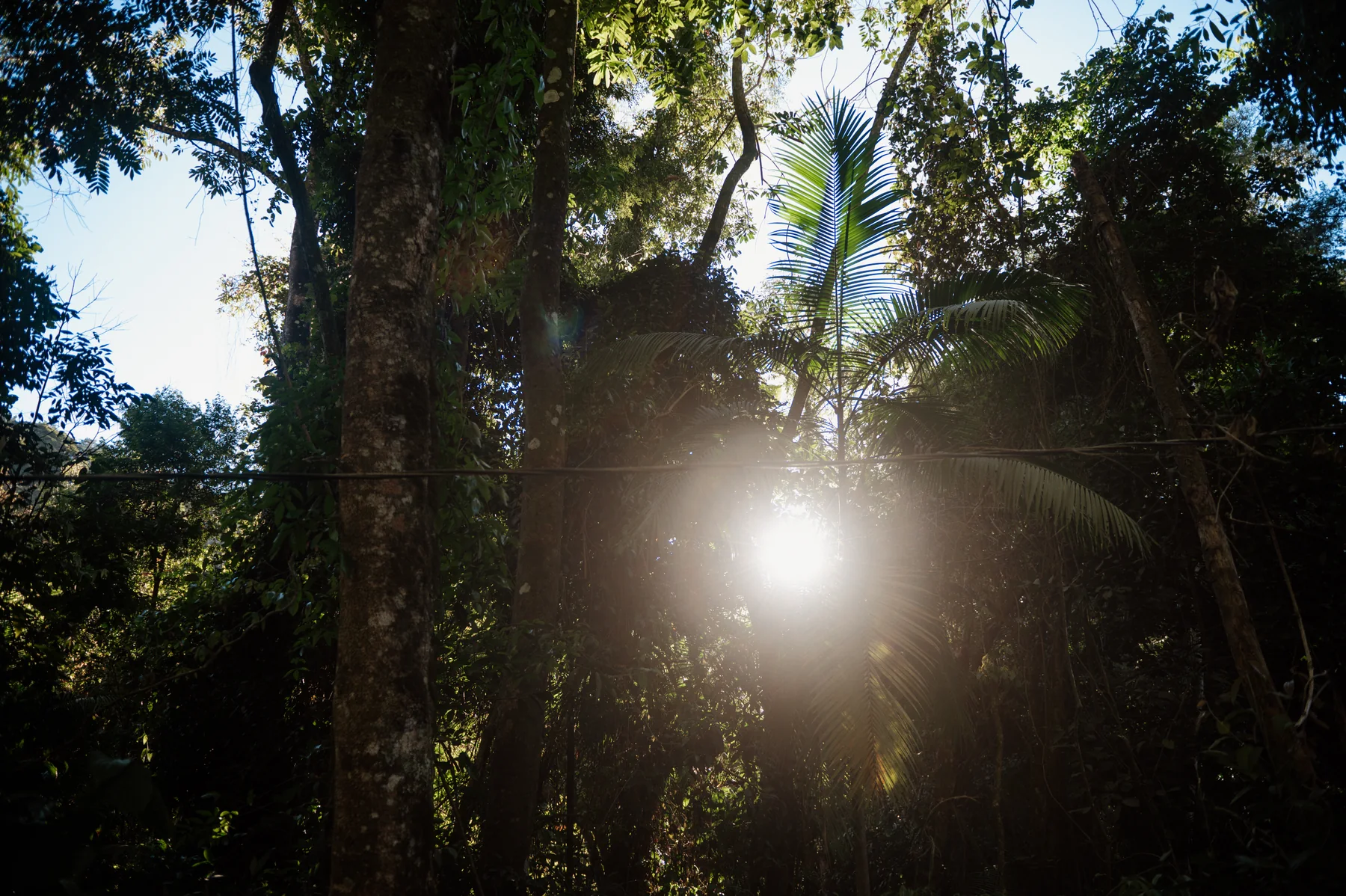 Luz atravessando a mata na regi&atilde;o de cultivo da Cariama