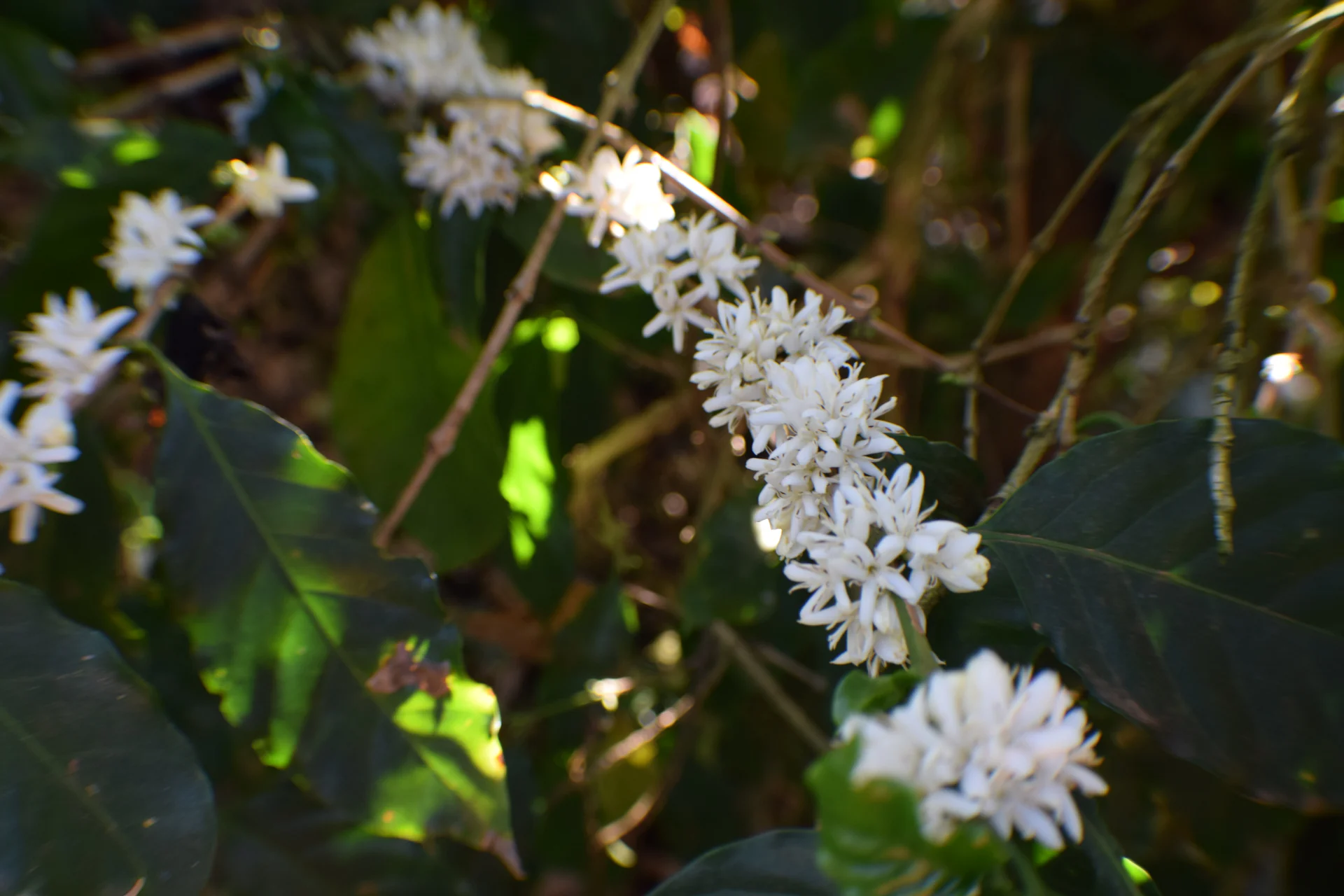 Grupo Cariama coffee blossoms