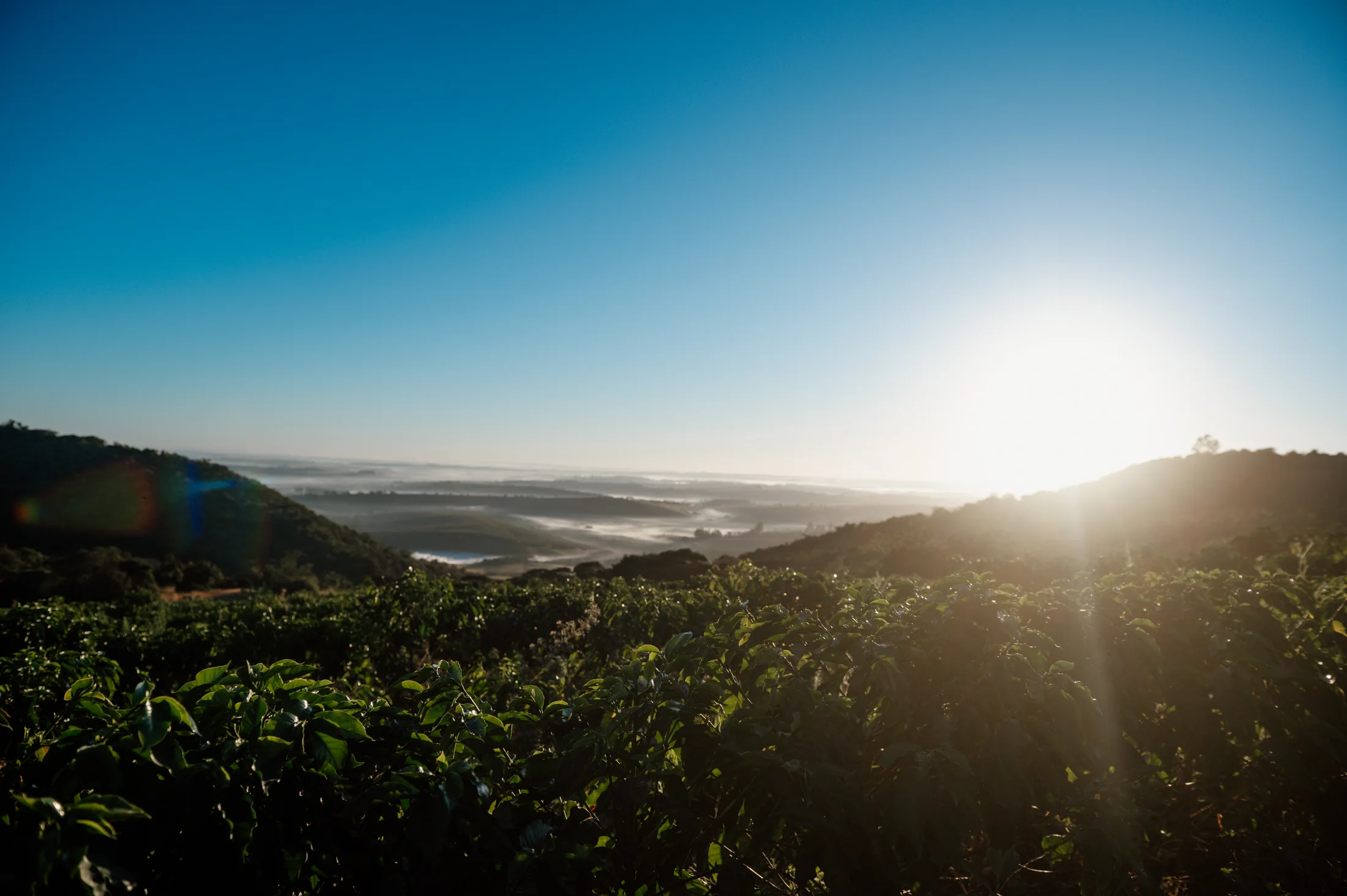 Amanhecer sobre o cafezal da Cariama Farm