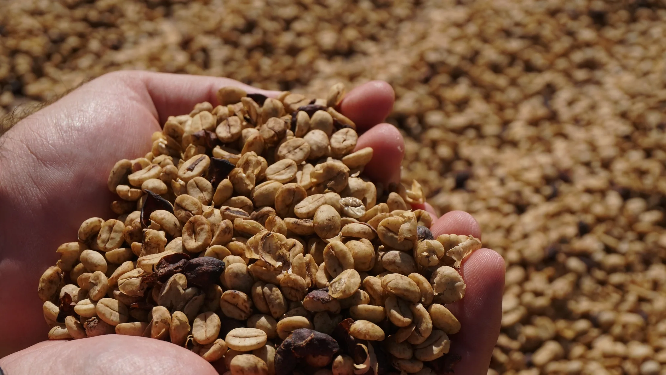 Whole beans of coffee nas mãos após o beneficiamento