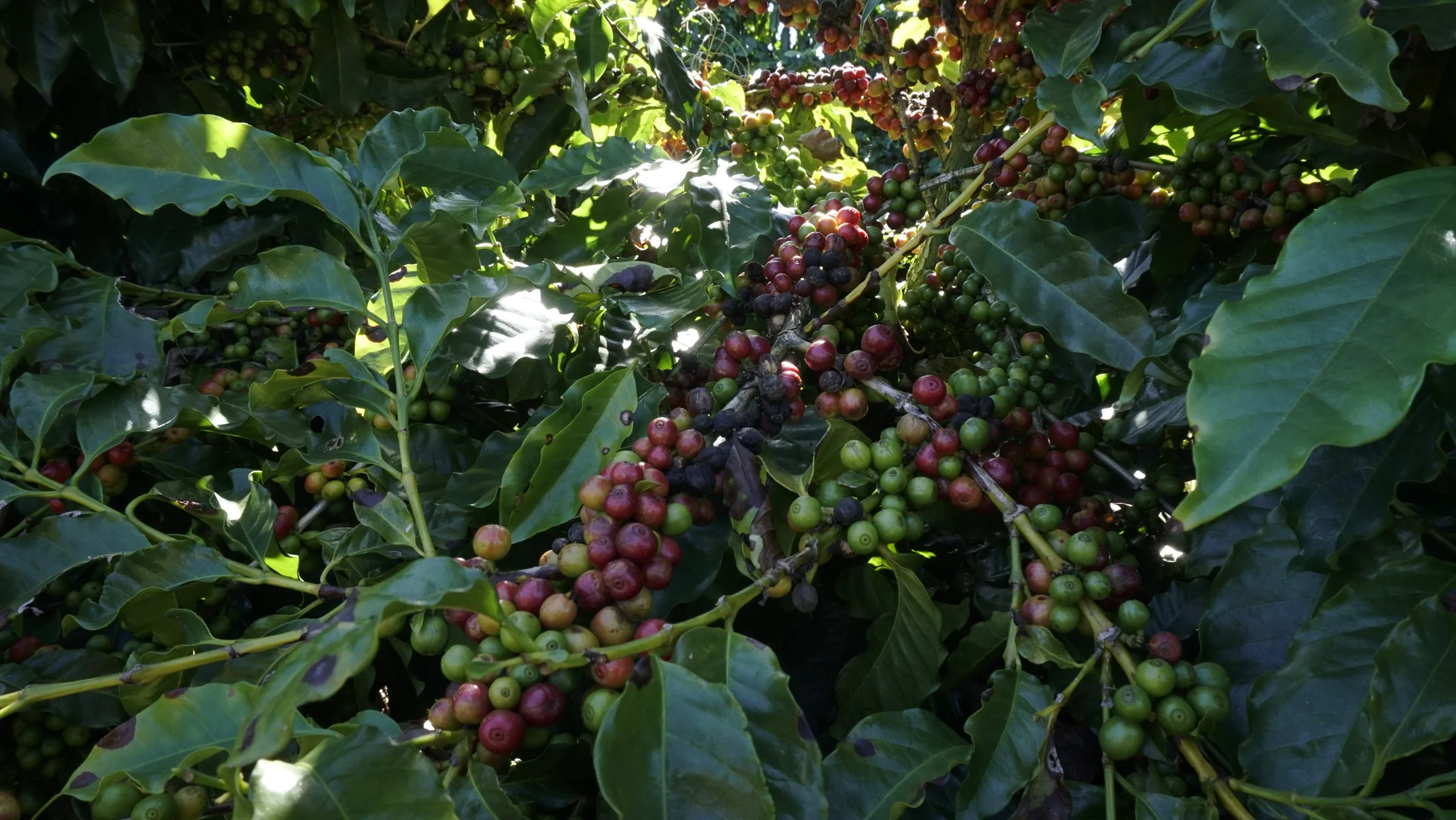 Frutos do café amadurecendo no pé